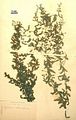 2 - Campione  d' erbario